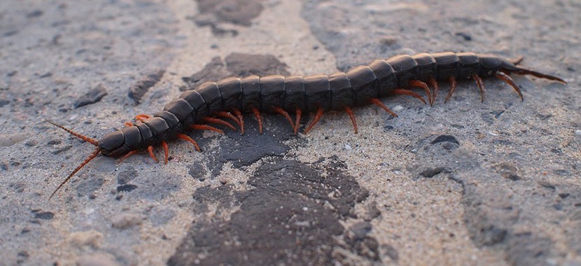 Lacraias tem veneno?