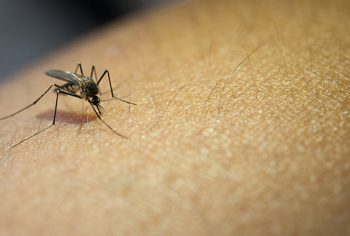 Dedetização de mosquito dengue