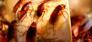 Como descobrir se a casa está infestada de baratas?