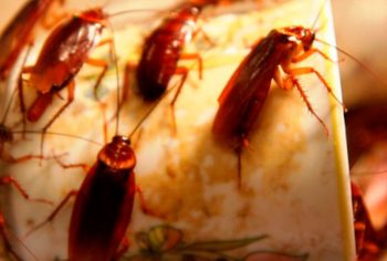 Como descobrir se a casa está infestada de baratas?