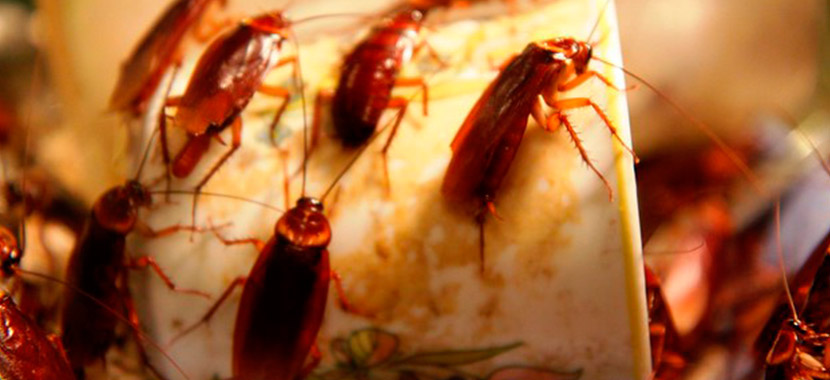 Como descobrir se a casa está infestada de baratas?