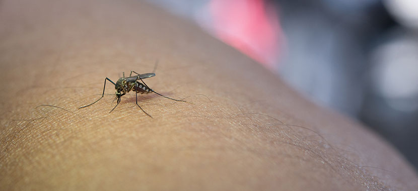 Dicas para acabar com pernilongos