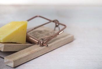 Serviço de desratização - dedetização de ratos