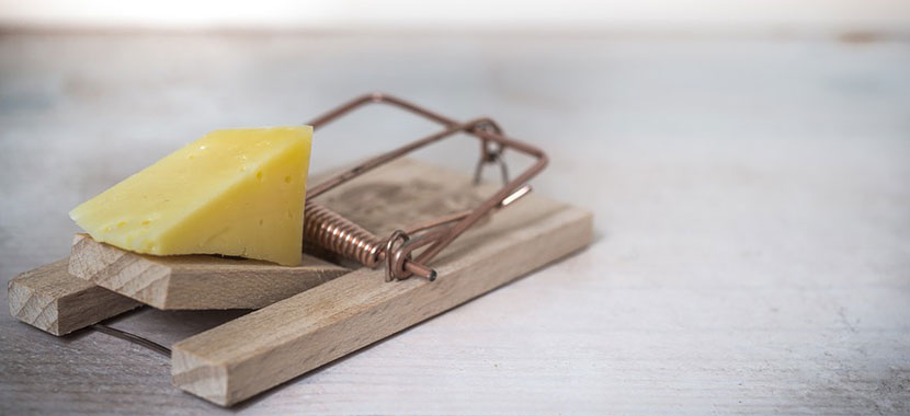 Serviço de desratização - dedetização de ratos