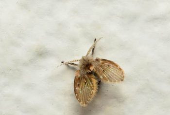 acabar com mosquito de banheiro