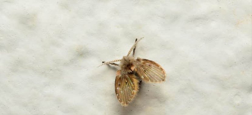 acabar com mosquito de banheiro