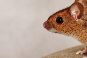 Doenças transmitidas por pulgas de ratos