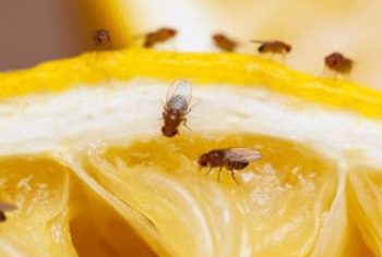 Docas caseiras para acabar com mosquitos