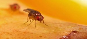 Docas caseiras para acabar com mosquitos