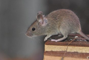 Como acabar com ratos?