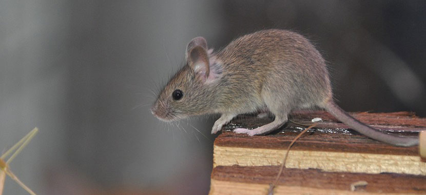 Como acabar com ratos?