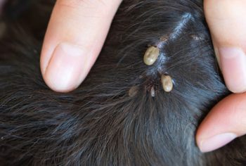 Infestação de carrapatos, o que fazer?