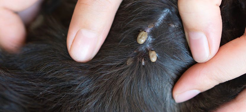 Infestação de carrapatos, o que fazer?