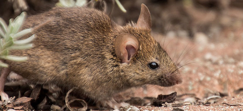 Receita de veneno caseiro para acabar com ratos