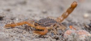 repelentes naturais para afastar escorpiões