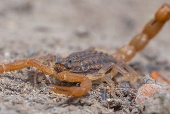repelentes naturais para afastar escorpiões