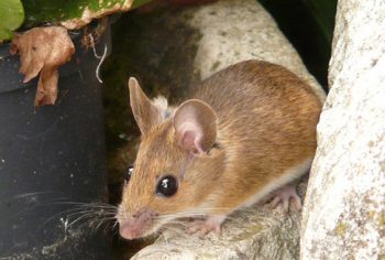 5 locais que os ratos se escondem
