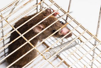 O que fazer para acabar com ratos, baratas,