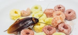 Infestação e quarentena - como evitar