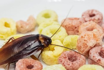 Infestação e quarentena - como evitar