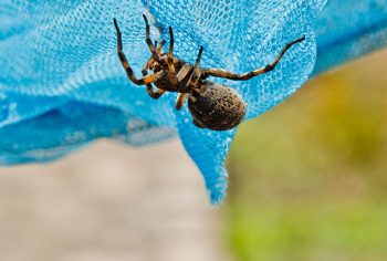 acidente aranha ou escorpião o que fazer?