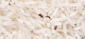 Infestação de insetos, traças, baratas e larvas em alimentos