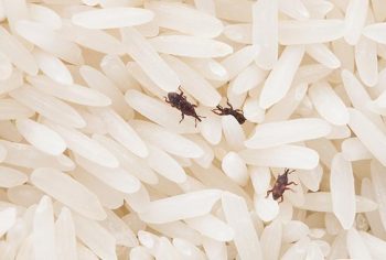 Infestação de insetos, traças, baratas e larvas em alimentos