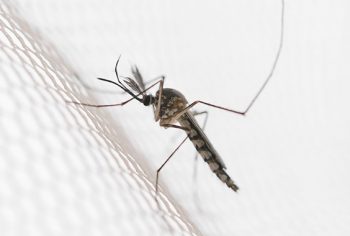 Aumento do número de casos de Dengue no Brasil