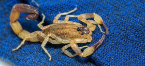 infestação de escorpiões em sp