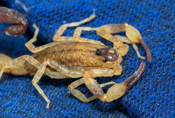 infestação de escorpiões em sp