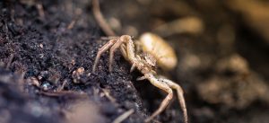 o que fazer ao encontrar aranhas dentro de casa?