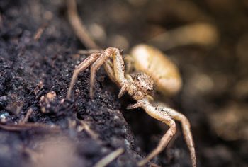 o que fazer ao encontrar aranhas dentro de casa?