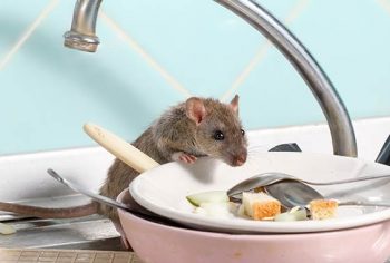 Aonde os ratos se escondem durante o dia?