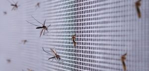 Dicas para acabar com pernilongos em casa
