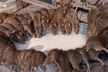 Peste negra e o contágio através dos ratos, piolhos e pulgas