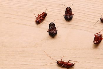 Os 4 as que colaboram para a infestações de pragas urbanas