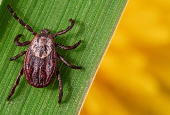 Como acabar com a infestação de carrapatos no quintal?