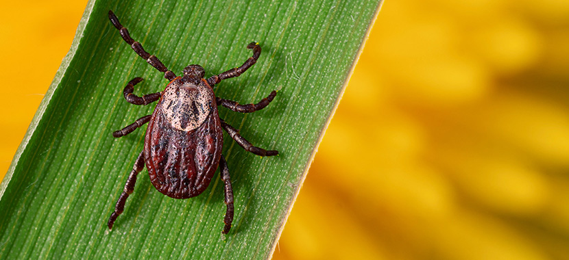 Como acabar com a infestação de carrapatos no quintal?