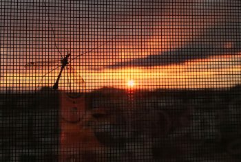 Infestações de pragas urbanas no condominio