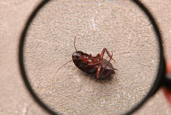 Barata transmite bactérias que causam asma