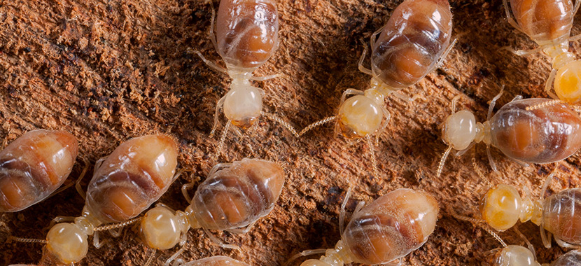 Golpe do cupim atinge condomínios com prejuízos financeiros e de saúde