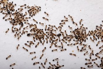 infestação de formigas
