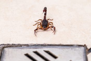 dedetizar escorpioes