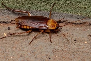 infestação de baratas