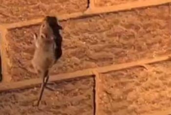 Controle de roedores