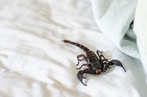 Dedetização de escorpiões resolve?