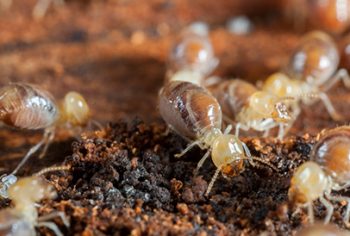 DIcas para acabar com cupins