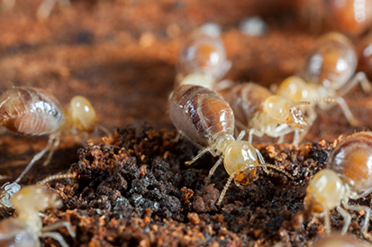 DIcas para acabar com cupins