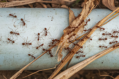 O que são pragas urbanas