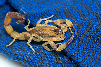 Como evitar escorpiões